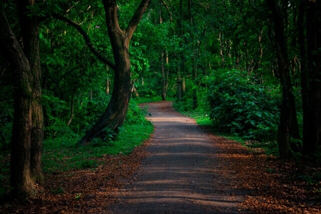 ভাওয়াল জাতীয় উদ্যান | Bhawal National Park