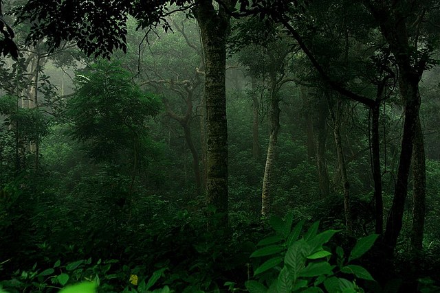 রেমা–কালেঙ্গা অভয়ারণ্য | Rema Kalenga Reserved Forest